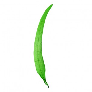 piume verdi Piuma di Gallo Frusta cm. 30 - Verde - 1PZ