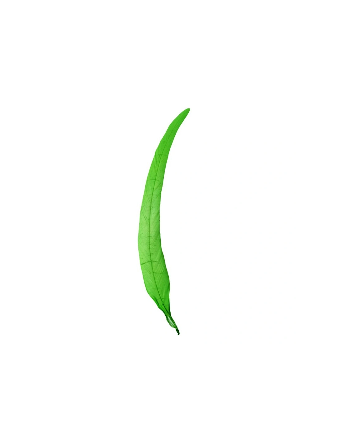 piume verdi Piuma di Gallo Frusta cm. 30 - Verde - 1PZ