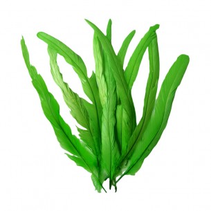 piume verdi Piuma di Gallo Frusta cm. 30 - Verde - 1PZ 2