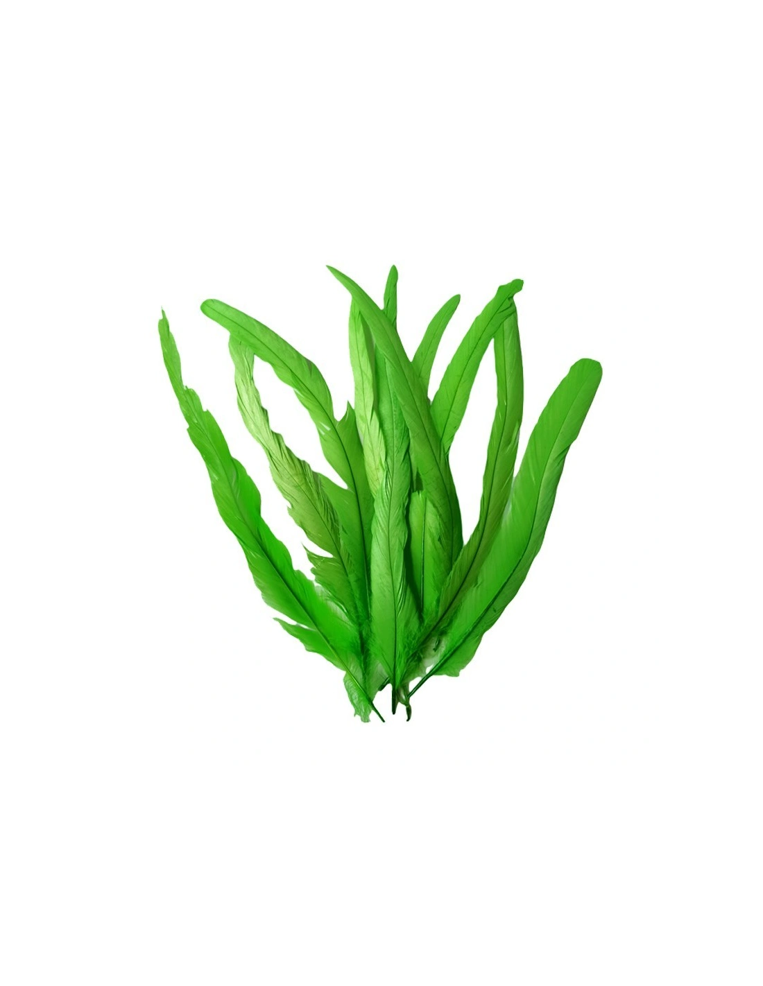 piume verdi Piuma di Gallo Frusta cm. 30 - Verde - 1PZ