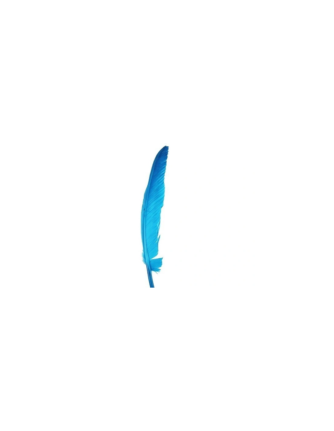 Piuma di Gallo Frusta cm. 30 - Azzurro