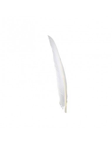 Boa piume di gallo - 10 cm - bianco - Plumes.fr