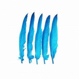 Piuma di Gallo Frusta cm. 30 - Azzurro 2