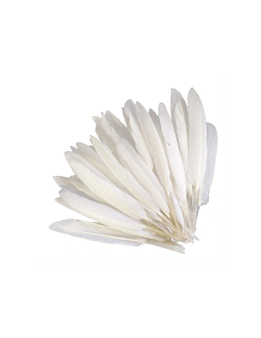 Piuma di Gallo Frusta cm. 30 - Bianco