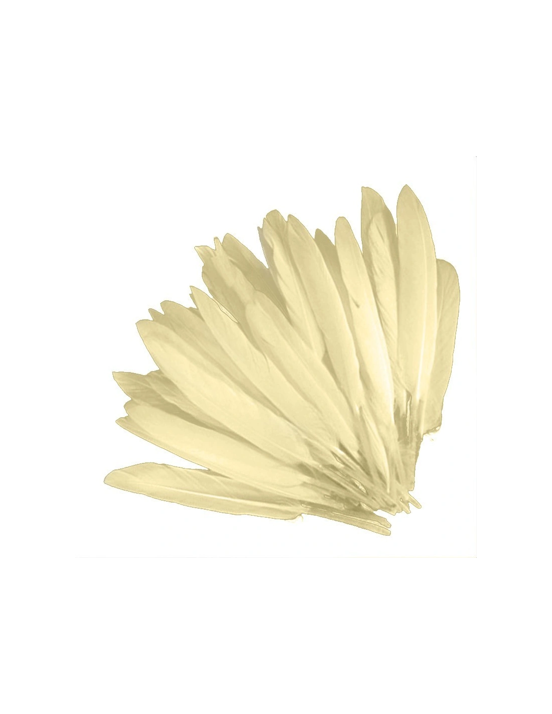 Piuma di Gallo Frusta cm. 30 - Beige